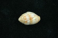 藏品(蛹筆螺)的圖片